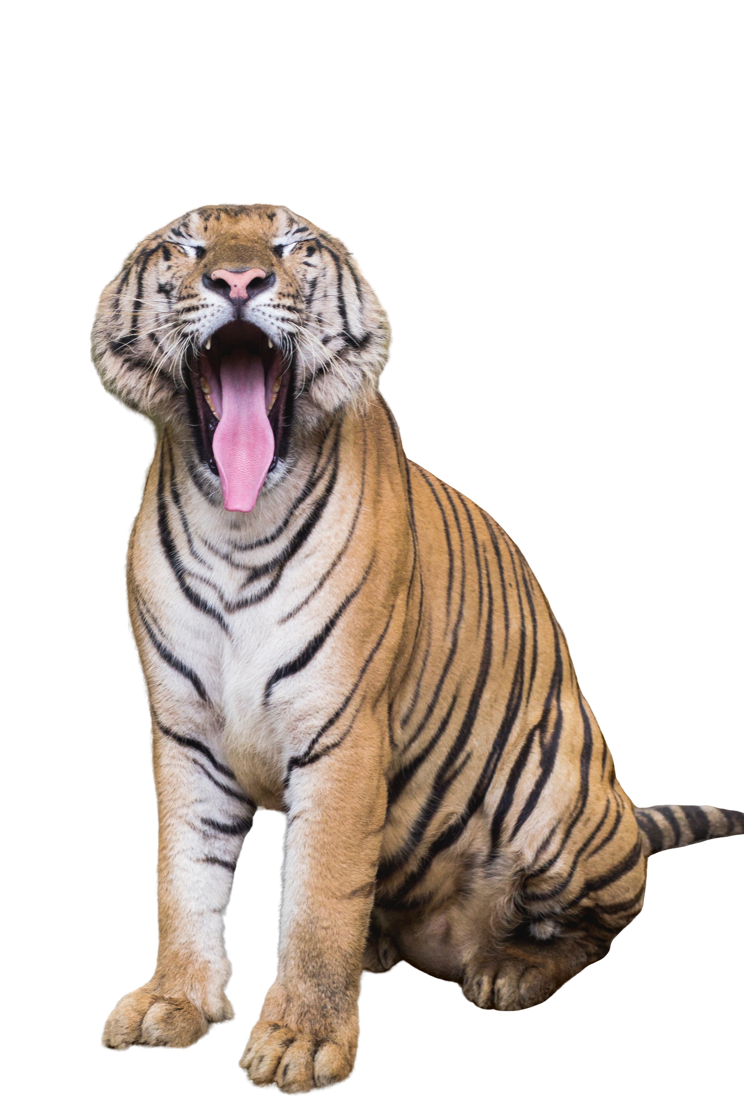 Background Removal API remove.bg